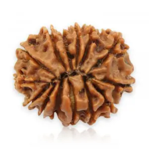 9 mukhi